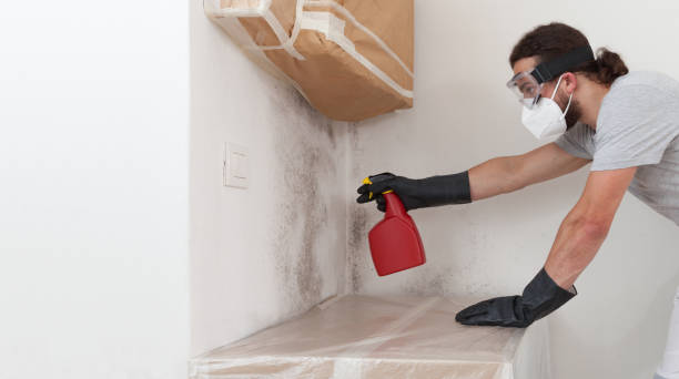 Professional Attic Mold Remediation technician working in Glendale, CO